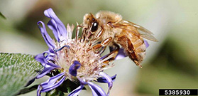 Photo from Joseph Berger, Bugwood.org: Close-up of a honeybee on a small purple flower