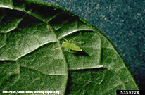 Photo by Frank Peairs, Colorado State University, Bugwood.org: A small leafhopper blending in on a green leaf.
