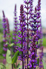 salvia caradonna flowers appear on spikes that can make up half the plant's total height