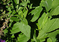 salvia caradonna leaves are textured and almost appear leathery