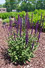 salvia plants with flowers
