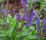 Spiked speedwell plants with flowers