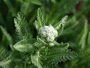 yarrow flower bud with leaves are delicately dissected to give a lace-like appearance