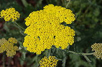yarrow moonshine flowers appear in clusters that are flat on the top