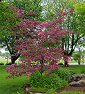 Purpurea tricolor leaf tree