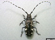 Photo by Donald Duerr, USDA Forest Service, Bugwood.org: Close-up of an Asian long-horned beetle