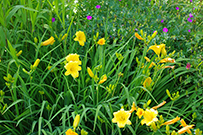 Daylily plant with flowers