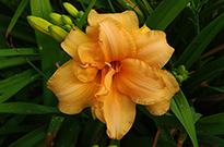 Daylilies with a double flower can appear in several different manners