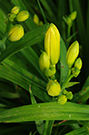 Daylily flower buds