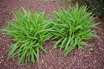 Young daylily plants