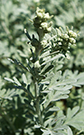 Dusty miller flower buds blend in with leaves and will later produce inconspicuous flowers