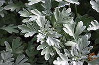 Dusty miller leaves are covered in dense hairs that give a soft, velvet-like appearance