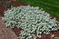 Dusty miller plants are more commonly used in a garden for their leaves instead of their flowers