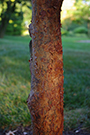 bark is thin and flaky and peels back in sections, giving the tree its name