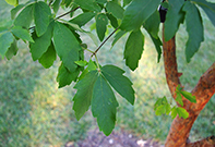 paperbark maple leaves