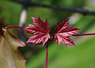 Crimson King Norway Maple leaves start out as deep crimson and lighten to a dull green as the season progresses