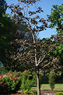 'Crimson King' Norway Maple tree