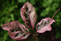 Purpurea tricolor beech shows three colors in the leaves, white, pink, and green