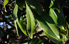 CLose-up of southern magnolia tree leaves