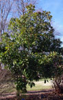 broadleaf southern magnolia tree