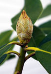 close-up of rhododendron flower bud