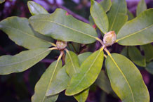 broadleaf rhododendron leaves with flower buds