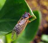 adult 13-year cicada