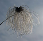 clematis seed head from below shows its drooping shape