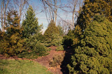 conifers exhibit numerous shapes, sizes and needle types