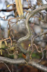 harry lauder's walking stick contorted branches