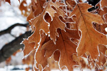frost on edges of oak leaves