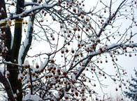 snow on fruit of sweetgum tree