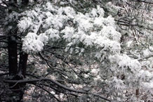 snow captured on evergreen needles