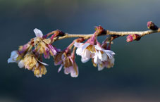 flowering cherry kanzans prematurely opened flowers in winter
