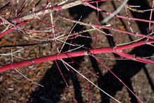 close-up of japanese maple twigs of the variety sango-kaku