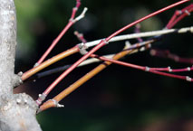 japanese maple twigs of the variety sherwood flame