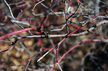 japanese maple twigs on sweetspire variety henry's garnet
