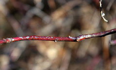 japanese maple sweetspire close-up of mottled red stem