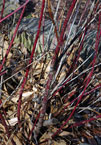 redosier dogwood red stems