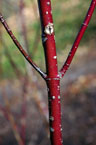 redosier dogwood closeup of red stem