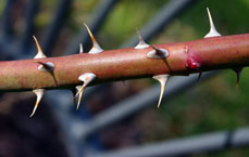 Close-up of rose prickles that look light on a branch