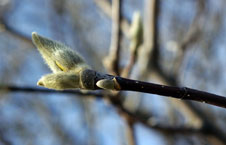 fuzzy floral buds on end of a star magnolia branch