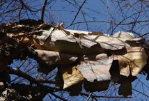 close-up of river birch bark peeling in layers on a branch