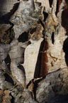 close-up of river birch trunk bark peeling