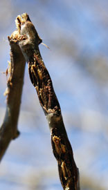 cicada damage weakened twigs break easily