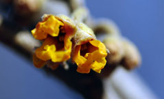 witch hazel flower bud with yellow petals showing variety vernal