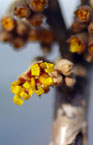 witch hazel variety vernal with yellow petals about to unfold