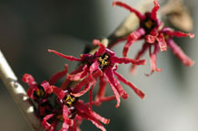 witch hazel open flower with red petals