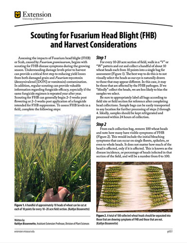 Scouting for Fusarium Head Blight (FHB) and Harvest Considerations
