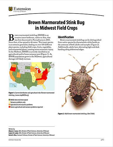 Brown Marmorated Stink Bug in Midwest Field Crops